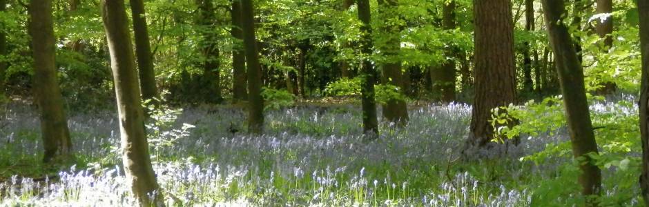 Bluebell Woods